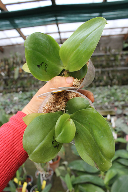 Phalaenopsis Ld's Bear King 'Snake Eyes' x Sogo Kaiulani.jpg