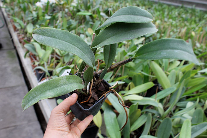 Cattleya warneri var alba ('Select' x 'MAJ').jpg