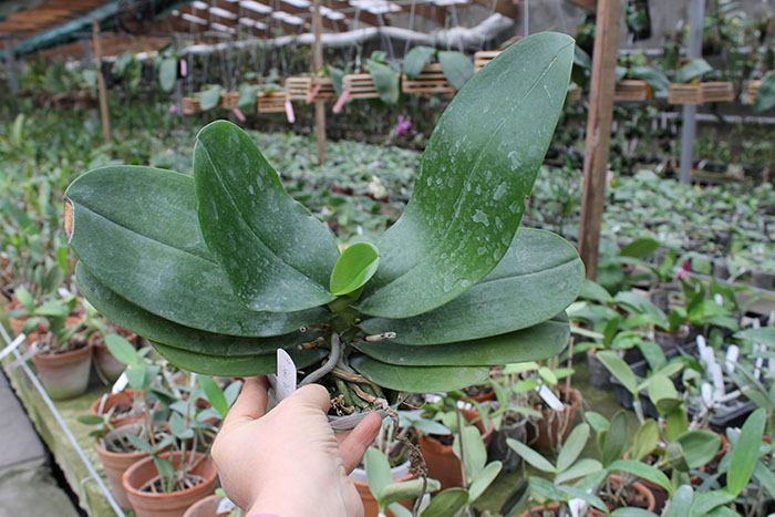 Phalaenopsis Sogo Relex 'F-1661'.jpg