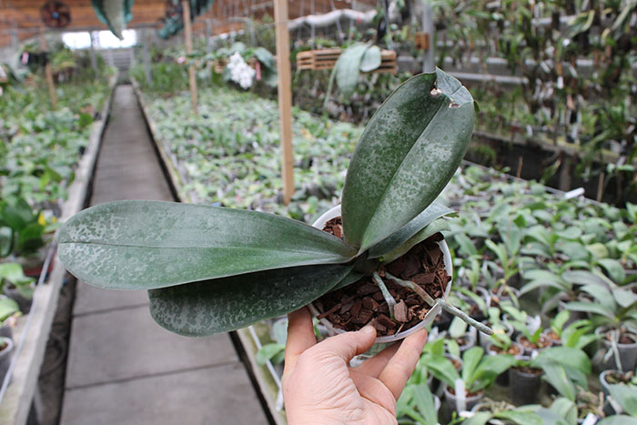 Phalaenopsis stuartiana 'Sogo'.jpg