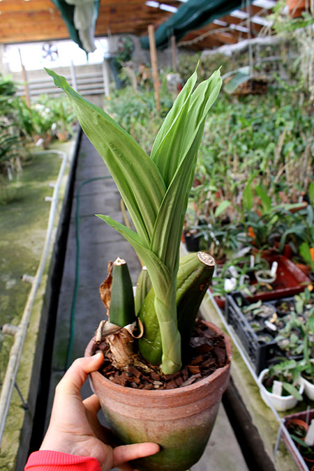 Anguloa clowesii.jpg