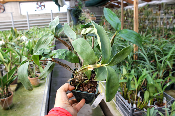 Dendrobium farmeri.jpg