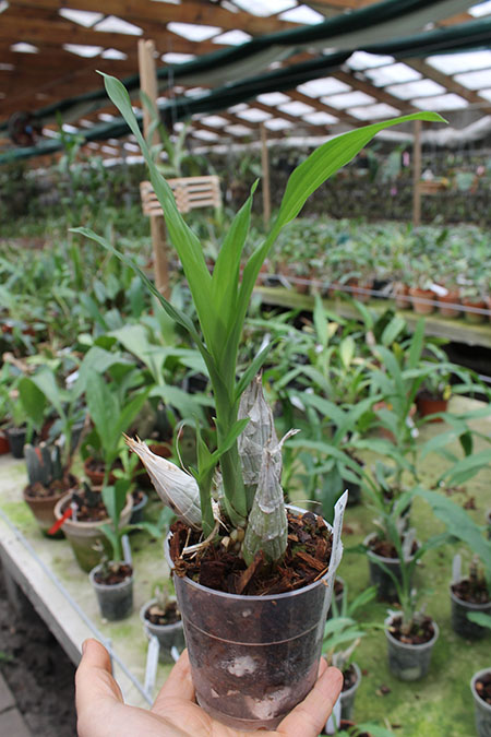 Catasetum expansum (spotted x yellow).jpg