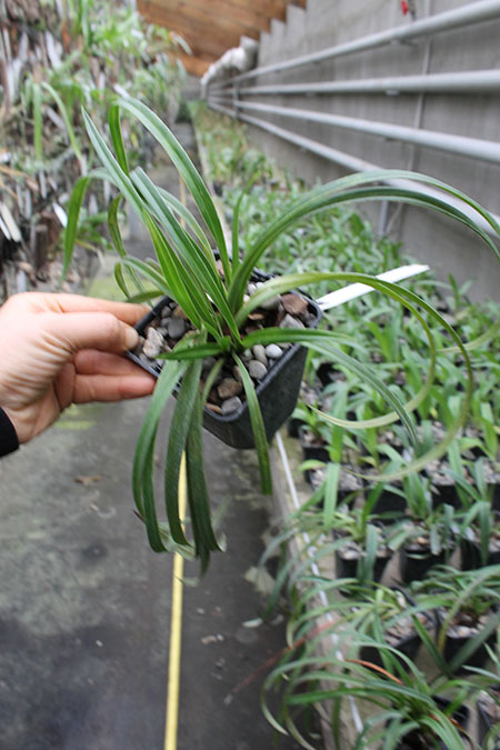 Memoria Garren Weaver.jpg