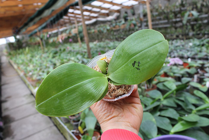 Phalaenopsis Ld's Bear King 'YK-7' x Ld's Bear Queen ' Mituo #3'.jpg