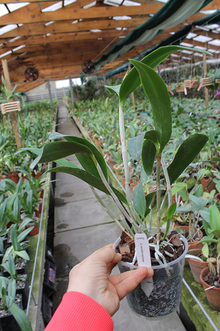Cattleya porphyroglossa.jpg