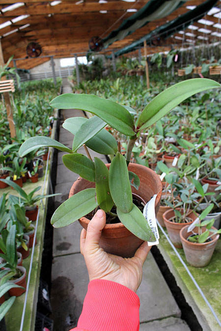 Cattleya amethystoglossa dark spots x sib.jpg