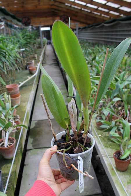 Brassolaeliocattleya Fort Watson 'Mendenhall'.jpg