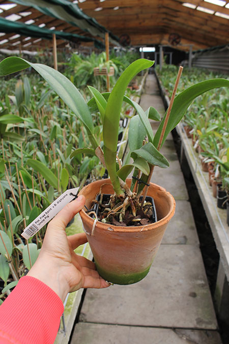 Potinara Free Spirit x Brassavola digbyana 'Uncle Pig'.jpg