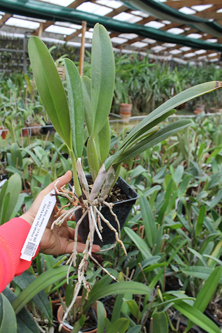 Cattleya trianae tipo 'Fine Variety' (98-8) x Cattleya trianae 'India' (10-8).jpg