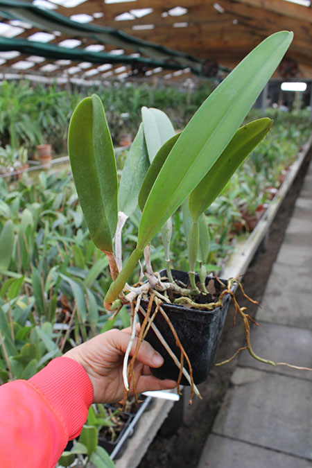 Cattleya trianae alba XXXX x Cattleya trianae amoena 'Rainha'.jpg