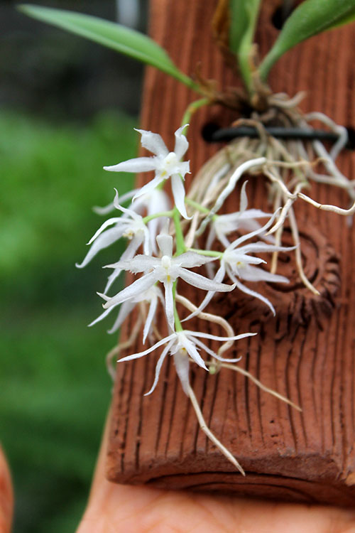 Warmingia eugenii.jpg