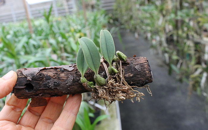 Bulbophyllum setaceum.jpg