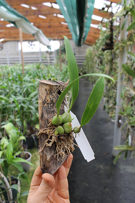 Bulbophyllum lindleyanum.jpg