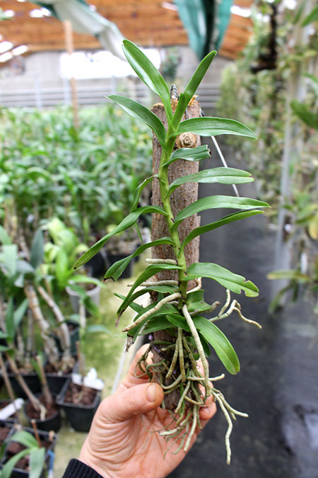 Angraecum germinyanum.jpg