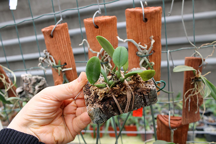 Bulbophyllum taiwanense.jpg