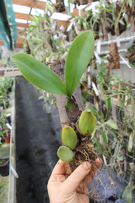 Bulbophyllum purpureorhachis.jpg