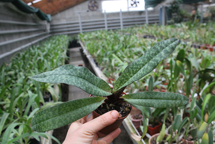 Paphiopedilum Delophyllum.jpg