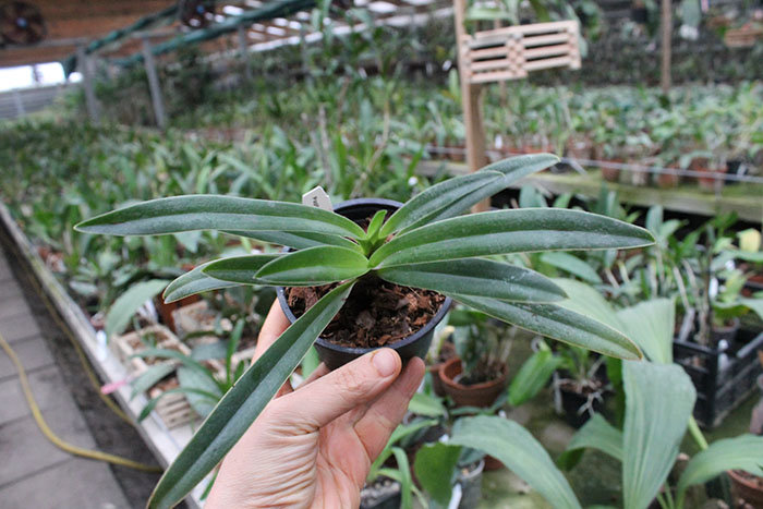 Paphiopedilum henryanum.jpg