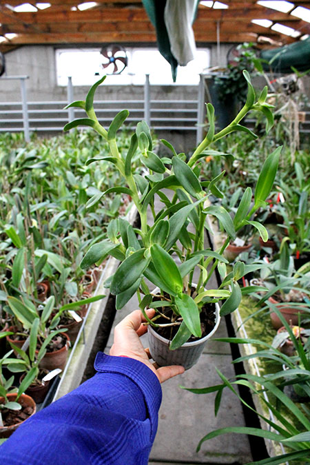 Epidendrum difforme white.jpg