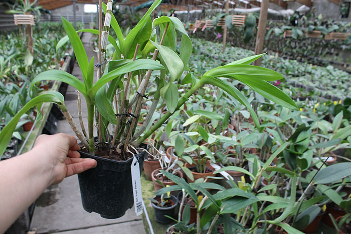 Dendrobium Super Pioneer.jpg