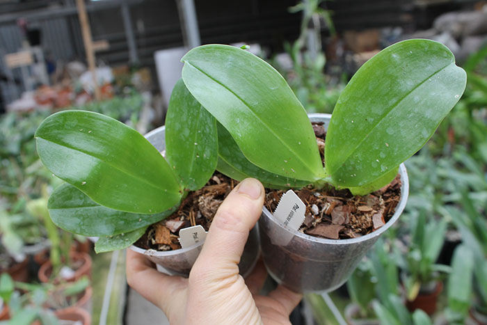 Phalaenopsis violacea indigo.jpg