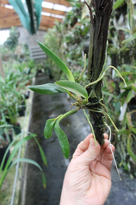Laelia pumila 'Ruby' (Z-71) x Laelia pumila 'Black Diamond.jpg