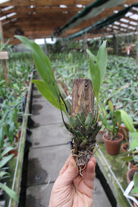 Dendrochilum bicallosum.jpg