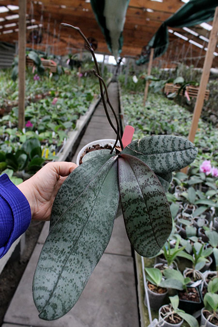 Phalaenopsis schilleriana purpurea.jpg