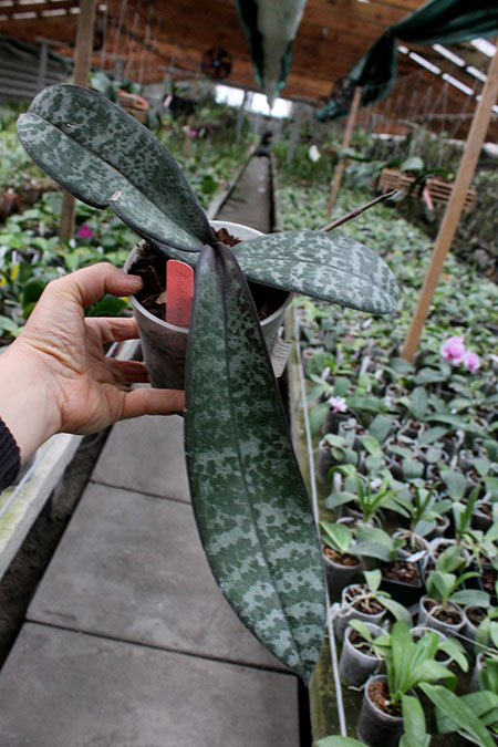 Phalaenopsis schilleriana purpurea.jpg