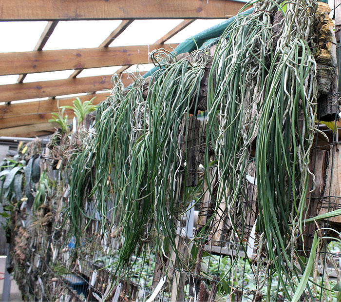 Seidenfadenia mitrata.jpg