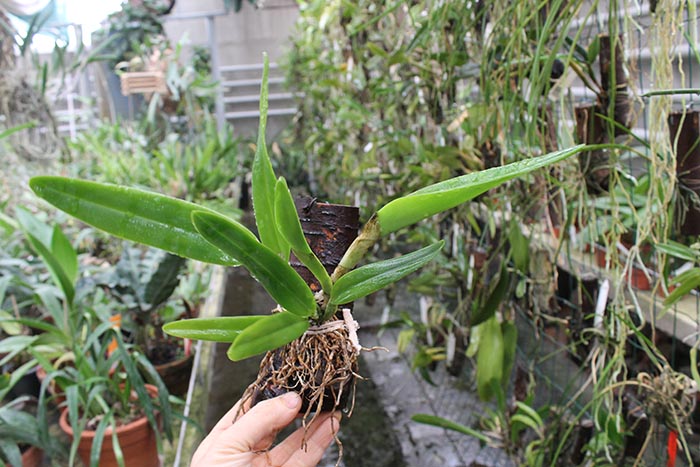 Cattleya luteola aurea 'Ouro'.jpg