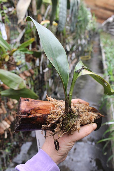 Bulbophyllum kubahense.jpg