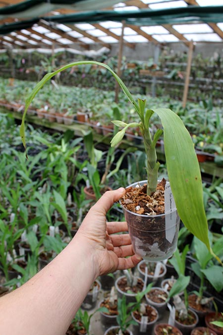 Cycnoches barthiorum 'Pink Dove'.jpg