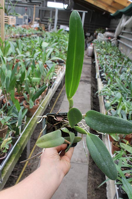 Laeliocattleya Gaskell - Pumila 'Azure Star'.jpg
