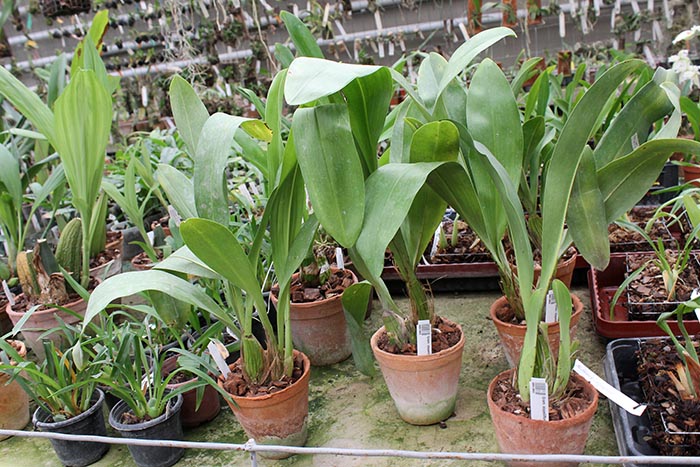 Grammatophyllum stapeliiflorum.jpg