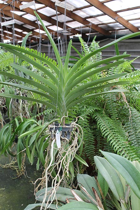 V Chulee Delight.jpg