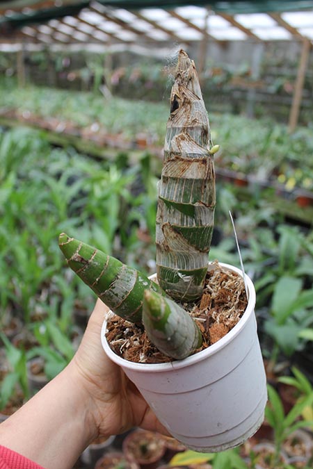 Cycnodes Taiwan Gold 'Taiwan Orange'.jpg