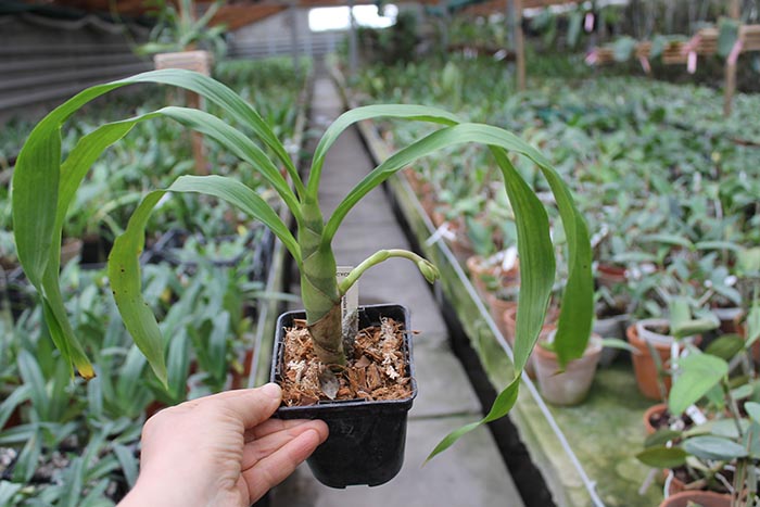 Cycnodes Wine Delight.jpg