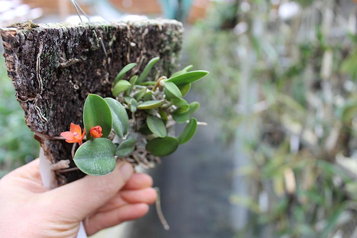 Sophronitis cernua var mineira.jpg