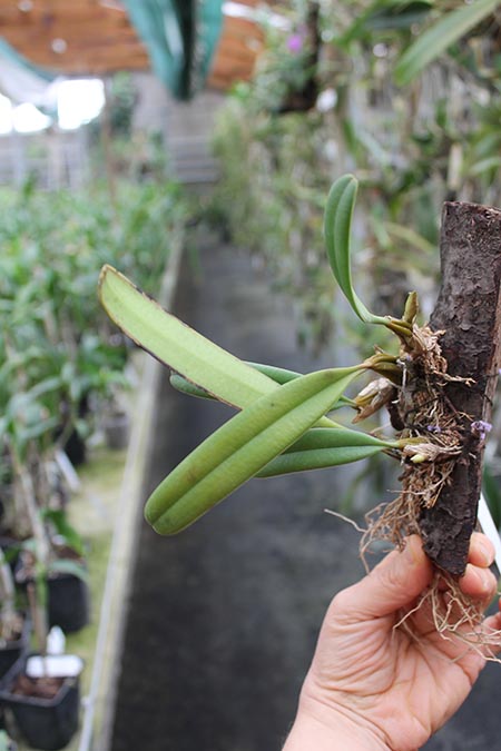 Bulbophyllum medusae.jpg