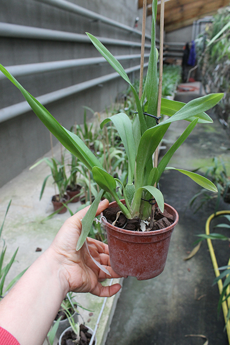 Carpenterara Sydney Smith 'Green Monkey'.jpg