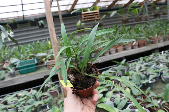 Maxillaria schunkeana.jpg