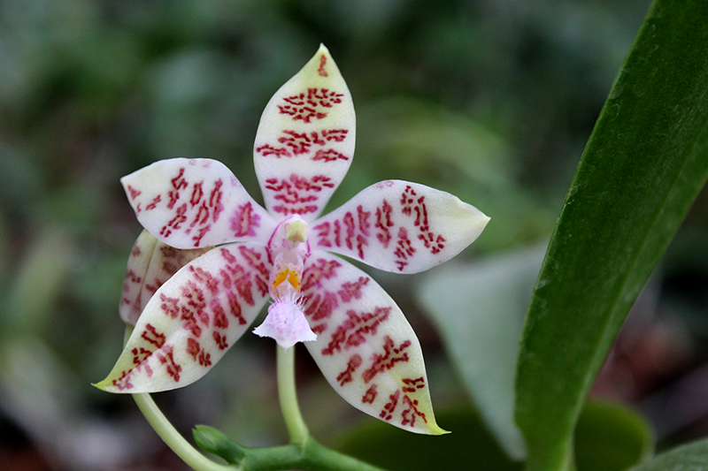 Phalaenopsis hieroglyphica.jpg