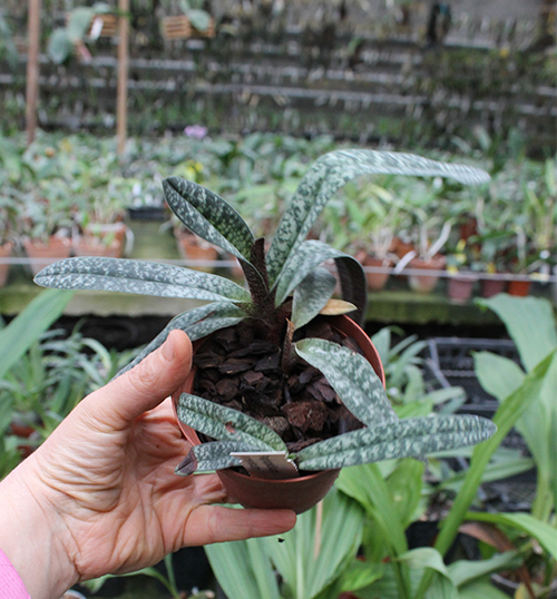 Paphiopedilum armeniacum.jpg