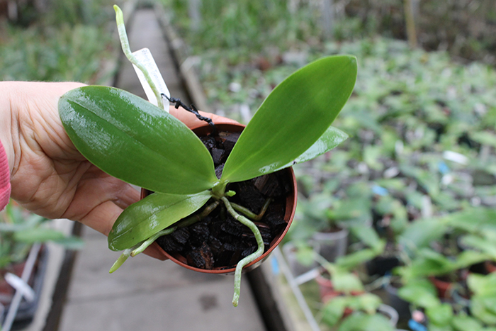 Phalaenopsis Zheng Min Tyrannosaurus x Yaphon Sir.jpg