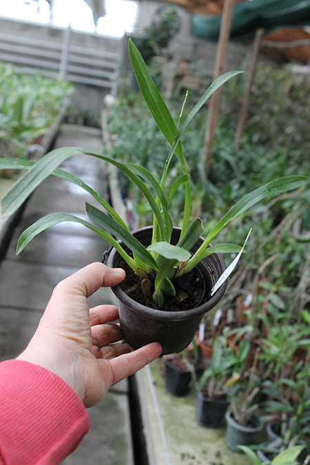 Oncidium Twinkle 'Fragrance Fantasy'.jpg