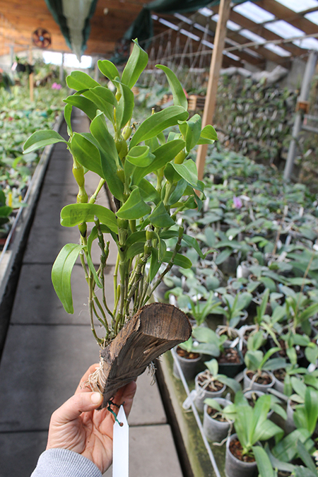 Dendrobium findlayanum.jpg