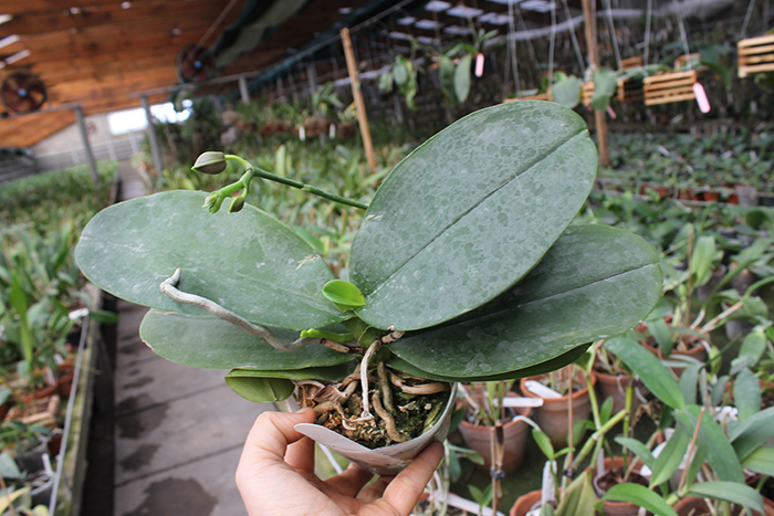 Phalaenopsis Sogo Relex 'F-1661'.jpg