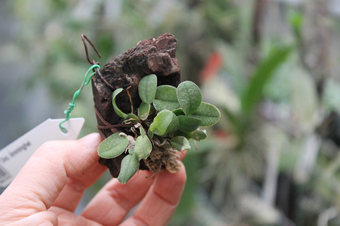 Oncidium limminghei.jpg